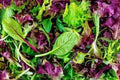 Premium Organic Heirloom Mesclun Leaf Lettuce Mix Seeds - Fresh Gourmet Salad Greens