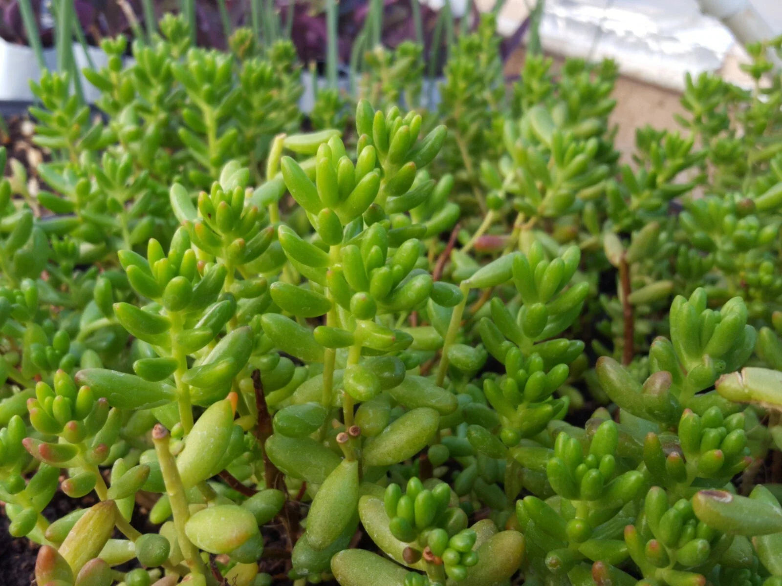25 Assorted Succulent Leaf Cuttings for Rooting - Variety Mix - Ideal for Propagation and Gardening