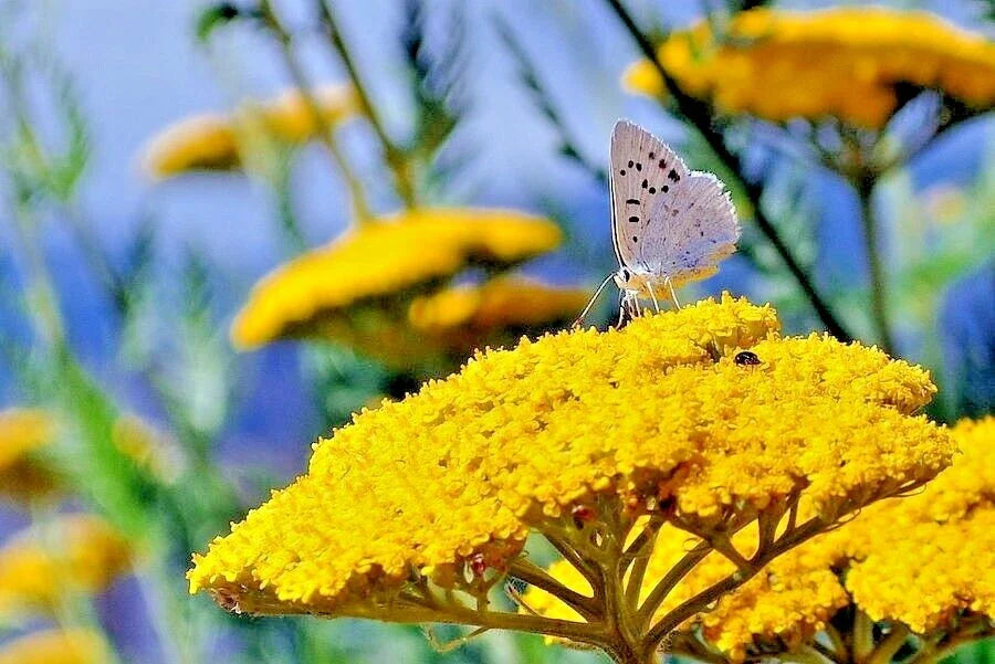 Yarrow Seeds - Gold Yellow Milfoil Wildflower - Medicinal Herb Perennial - Easy to Grow