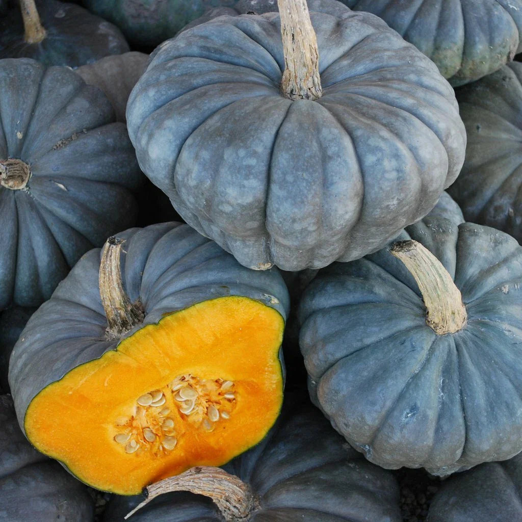 Queensland Blue Squash Seeds - Fresh Heirloom Vegetable Seeds - Cucurbita maxima