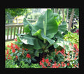 Little Prince Musa Banana Plant - Small Rooted Starter Plant - Tropical Indoor Houseplant - Musa acuminata