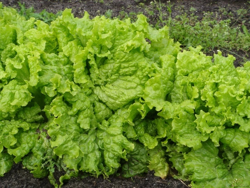 Grand Rapids Leaf Lettuce Seeds 200 Count Packet - Loose Leaf, Crisp, Tender - Lactuca sativa