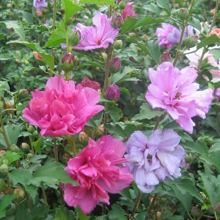 Mixed Rose of Sharon Plants - 3 Live Plants, Various Colors, Hibiscus syriacus, 2.5" Pot, Hardy, Flowering Shrubs for Gardens