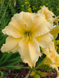 Day Lily Lot of 2 Bare Root Perennial Plants, Yellow Flower Starter, Hemerocallis