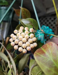 Hoya Sunrise Plant in 3" Pot | Vibrant Colors | Hoya sp.