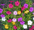 Four O'Clock Seeds - 25 Non-GMO Perennial Flower Mix - Pink, Red, Yellow, White - Mirabilis jalapa