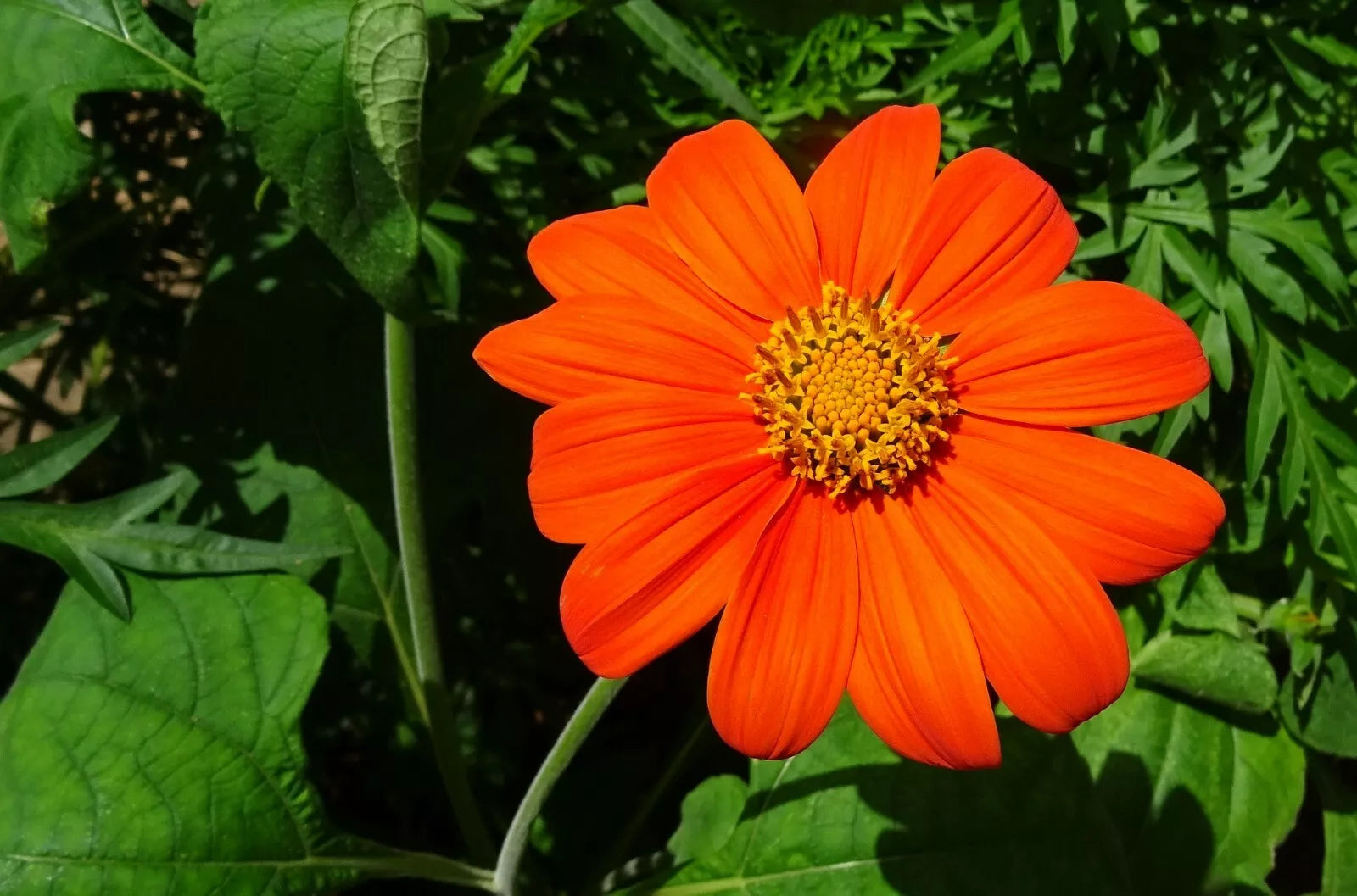 Torch Tithonia rotundifolia Seeds - Mexican Sunflower - 50+ Seeds - Florist Choice