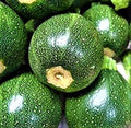 Round Zucchini Seeds 20 Seeds Non-GMO Vegetable Seeds Cucurbita pepo