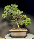 Mame Bonsai Tree 10.5” Chamaecyparis Pisifera Tsukumo Cypress in Japanese Pot