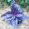 Purple Dark Opal Basil Seeds - 50+ Seeds - 'Ocimum basilicum Dark Opal' - Heirloom Culinary Herb for Gardens