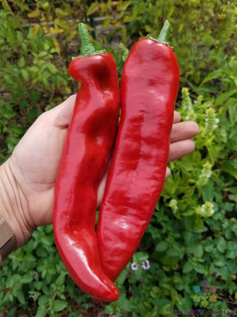 Guajillo Chile Hot Pepper Seeds - 25+ Pack - Ideal for Garden Planting - Capsicum annuum - USA