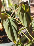 Philodendron Hederaceum Micans - Velvet Leaf Plant - 4" Pot - Trailing Houseplant - Easy Care Indoor Greenery