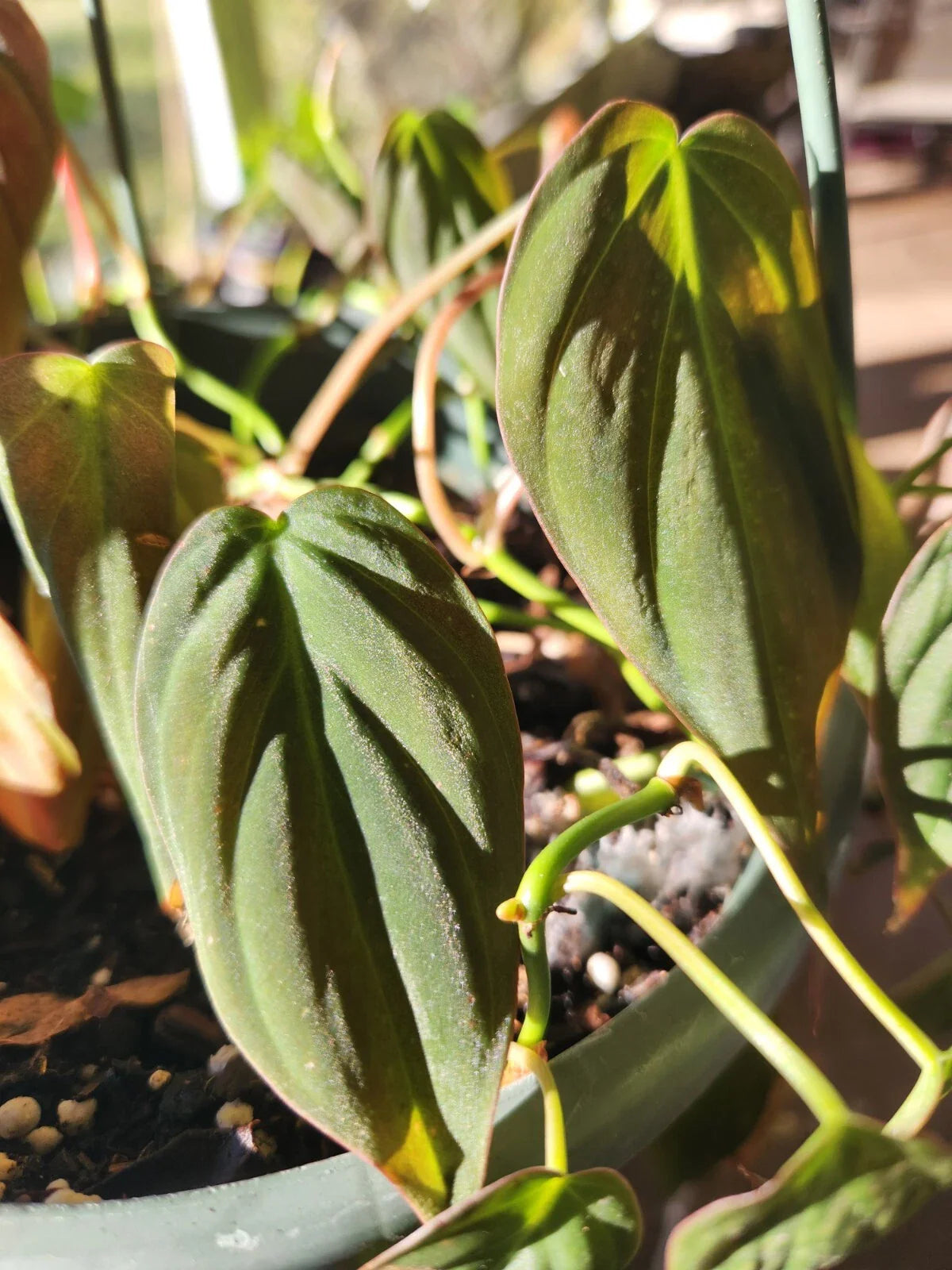 Philodendron Hederaceum Micans - Velvet Leaf Plant - 4" Pot - Trailing Houseplant - Easy Care Indoor Greenery