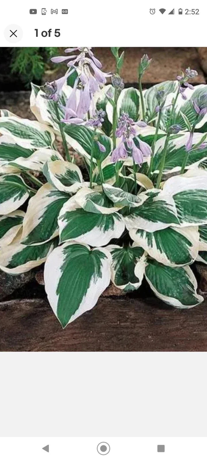Patriot Variegated Hosta Root Plant - 3 Pack - Hardy Perennial for Shade Gardens (Hosta 'Patriot')