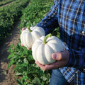 Small White Pumpkin Seeds (Casperita) - 10 Pack - Ideal for Planting and Decoration - Non-GMO