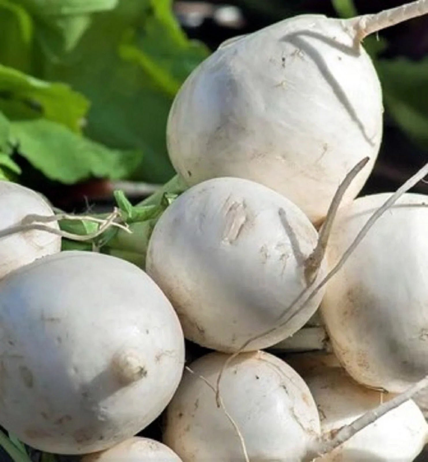 Seven Top Turnip Seeds 500+ Seeds NON-GMO - Brassica rapa var. rapa - Heirloom Vegetable Seeds for Home Gardening