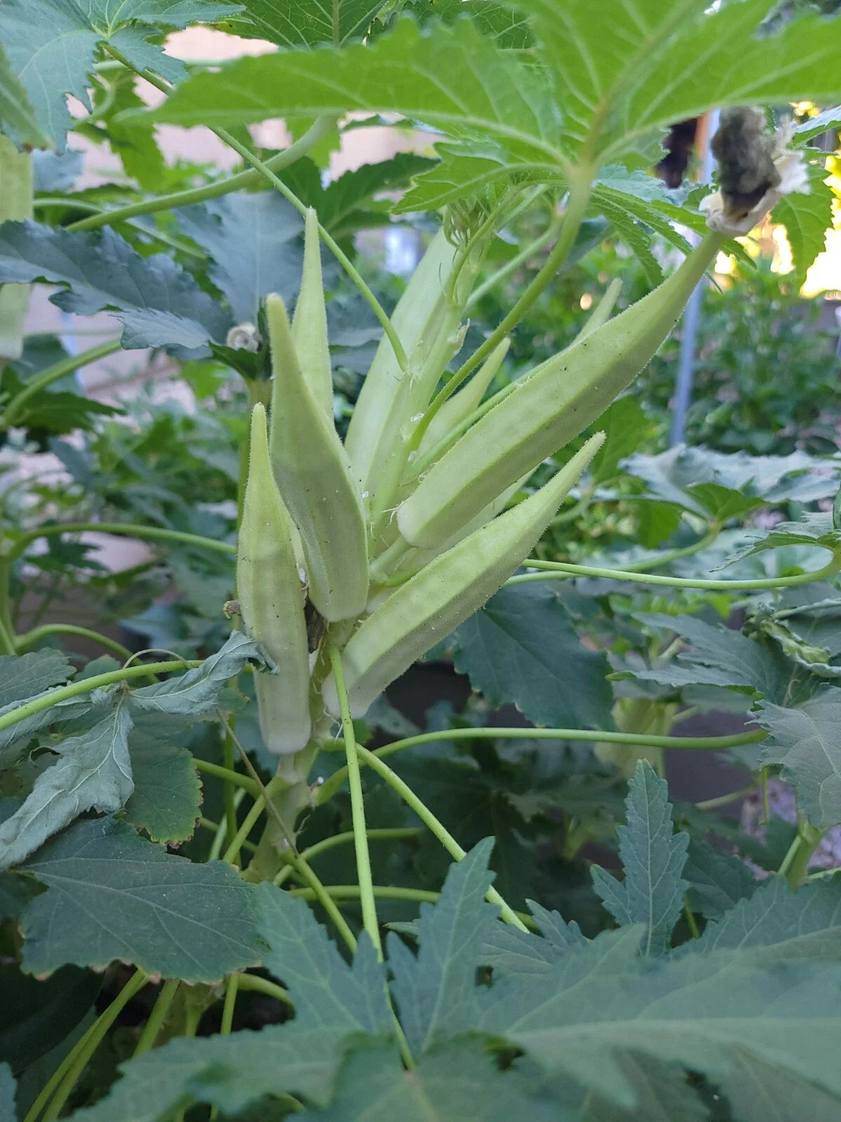 Okra Seeds - NON-GMO Bhindi/Bamia, Organic Heirloom Variety - Abelmoschus esculentus