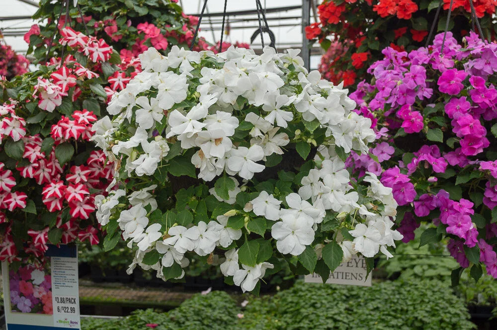 Busy Lizzy Seeds 500 Pack Premium White Impatiens Accent (Impatiens walleriana) - Non-California Shipping