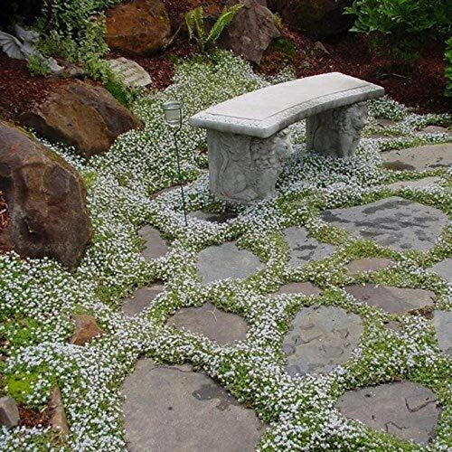 Summer Snow Seeds 250+ Pack | Exotic Garden Flowers | Made in USA, Single Mix