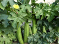 Loofah Sponge Gourd Seeds - 15+ Organic Heirloom Egyptian Cucumber (Luffa) - Non-GMO, Gardening Supplies