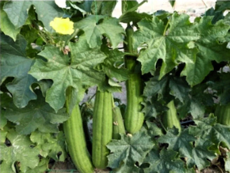Loofah Sponge Gourd Seeds - 15+ Organic Heirloom Egyptian Cucumber (Luffa) - Non-GMO, Gardening Supplies