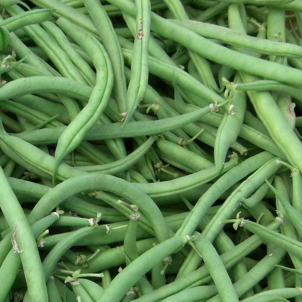 Stringless Green Bean Seeds - Non-GMO - Multiple Sizes - Phaseolus vulgaris - Burpee
