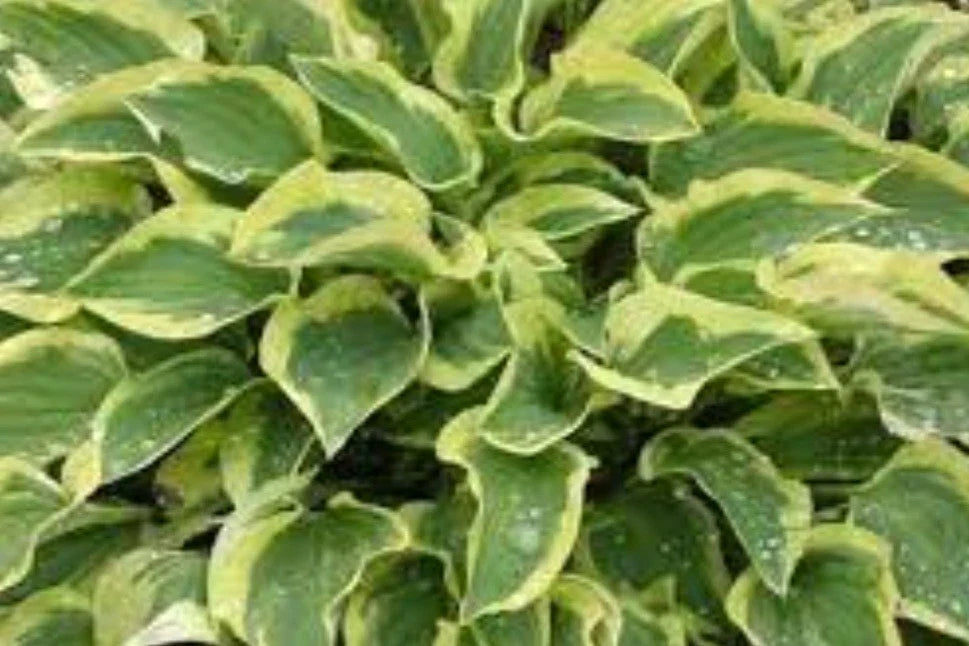 Hosta Plant - Pilgrim Variety - Shade Garden Perennial - Hosta ventricosa