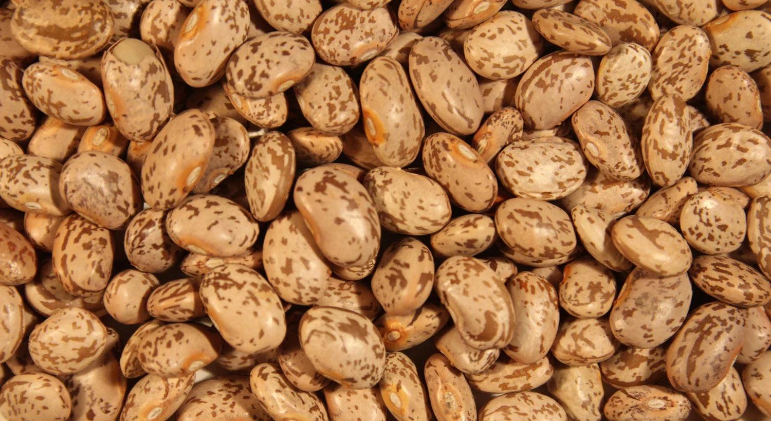 Pinto Soup Bean Seeds - Fresh Soup Bean Seeds for Planting - High-Quality Pinto Beans - FREE Shipping