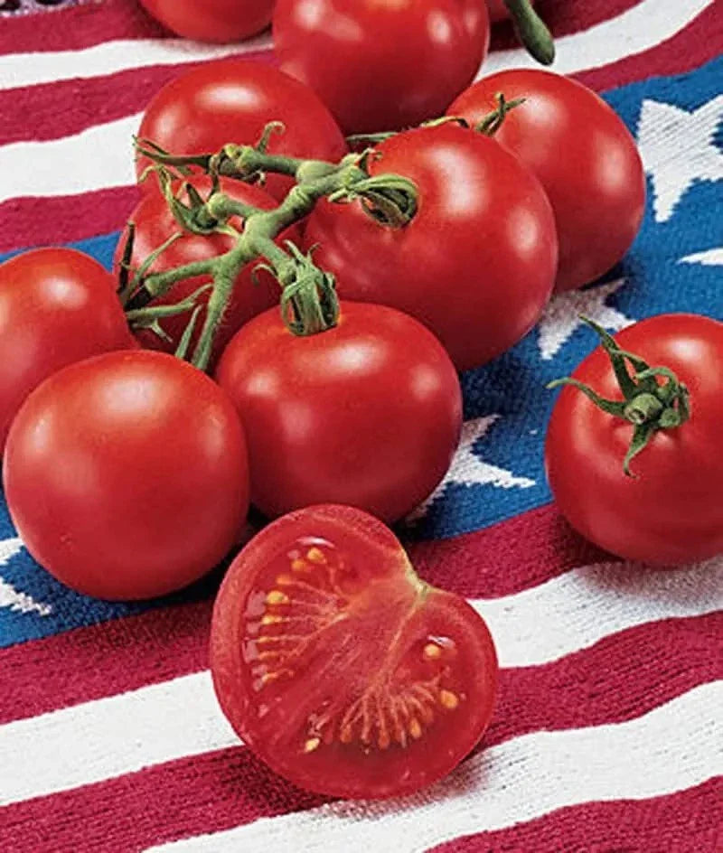 Heirloom Tomato Seeds - 120+ Pack - 42 Day Rapid Ripening Variety - Solanum lycopersicum