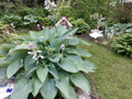 Hosta Seeds - Empress Wu Variety - Perennial Plant Seeds - Hosta Plantaginea