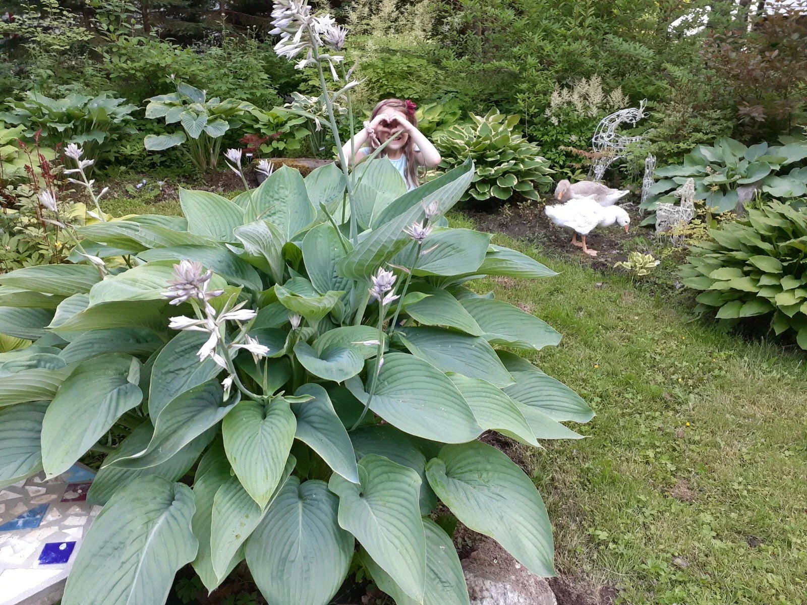 Hosta Seeds - Empress Wu Variety - Perennial Plant Seeds - Hosta Plantaginea