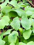 Twin Leaf Plant Bareroot 5-Pack Jeffersonia diphylla Perennial Wildflower