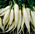 White Icicle Radish Seeds 200+ Non-GMO - Fast Growing, Crisp Flavor, Raphanus sativus