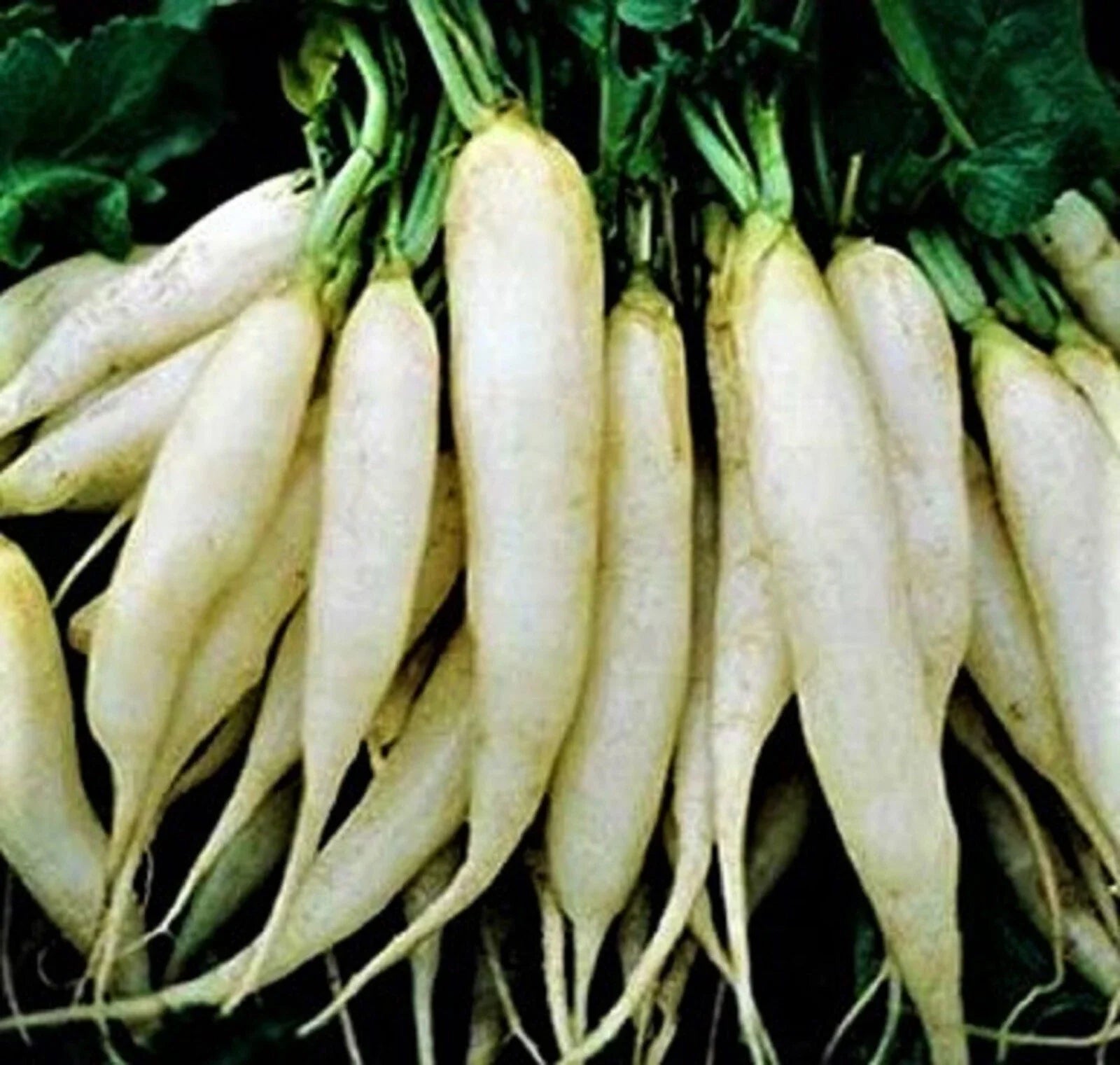 White Icicle Radish Seeds 200+ Non-GMO - Fast Growing, Crisp Flavor, Raphanus sativus