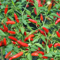 Pequin Chili Pepper Seeds 50+ Spicy Non-GMO Piquin Bird Pepper Capsicum annuum