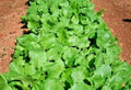 Heirloom Turnip Seeds - Seven Tops Variety - 500 to 2000 Seeds - Cold Hardy Greens - Brassica rapa