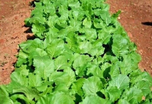 Heirloom Turnip Seeds - Seven Tops Variety - 500 to 2000 Seeds - Cold Hardy Greens - Brassica rapa