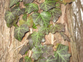 LIVE English Ivy Cuttings 10ft with Roots - Hedera helix - Healthy Evergreen Climbing Groundcover for Easy Planting