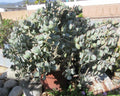 Crassula arborescens Silver Dollar Jade Succulent Cuttings - 10 Count, Easy Care Indoor Plant for Home Decor