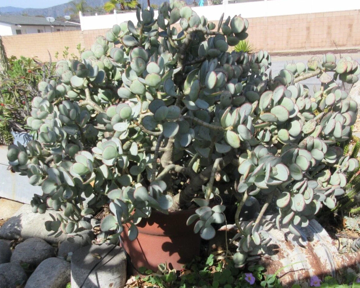 Crassula arborescens Silver Dollar Jade Succulent Cuttings - 10 Count, Easy Care Indoor Plant for Home Decor
