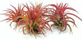 5 Pack Ionantha Fuego Red Air Plants - Exotic Low Maintenance Tillandsia Ionantha Fuego