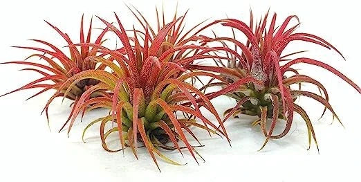 5 Pack Ionantha Fuego Red Air Plants - Exotic Low Maintenance Tillandsia Ionantha Fuego