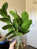 Zamioculcas zamiifolia Cuttings - 4 Inch Long ZZ Plant Cuttings - Easy Care Indoor Plant