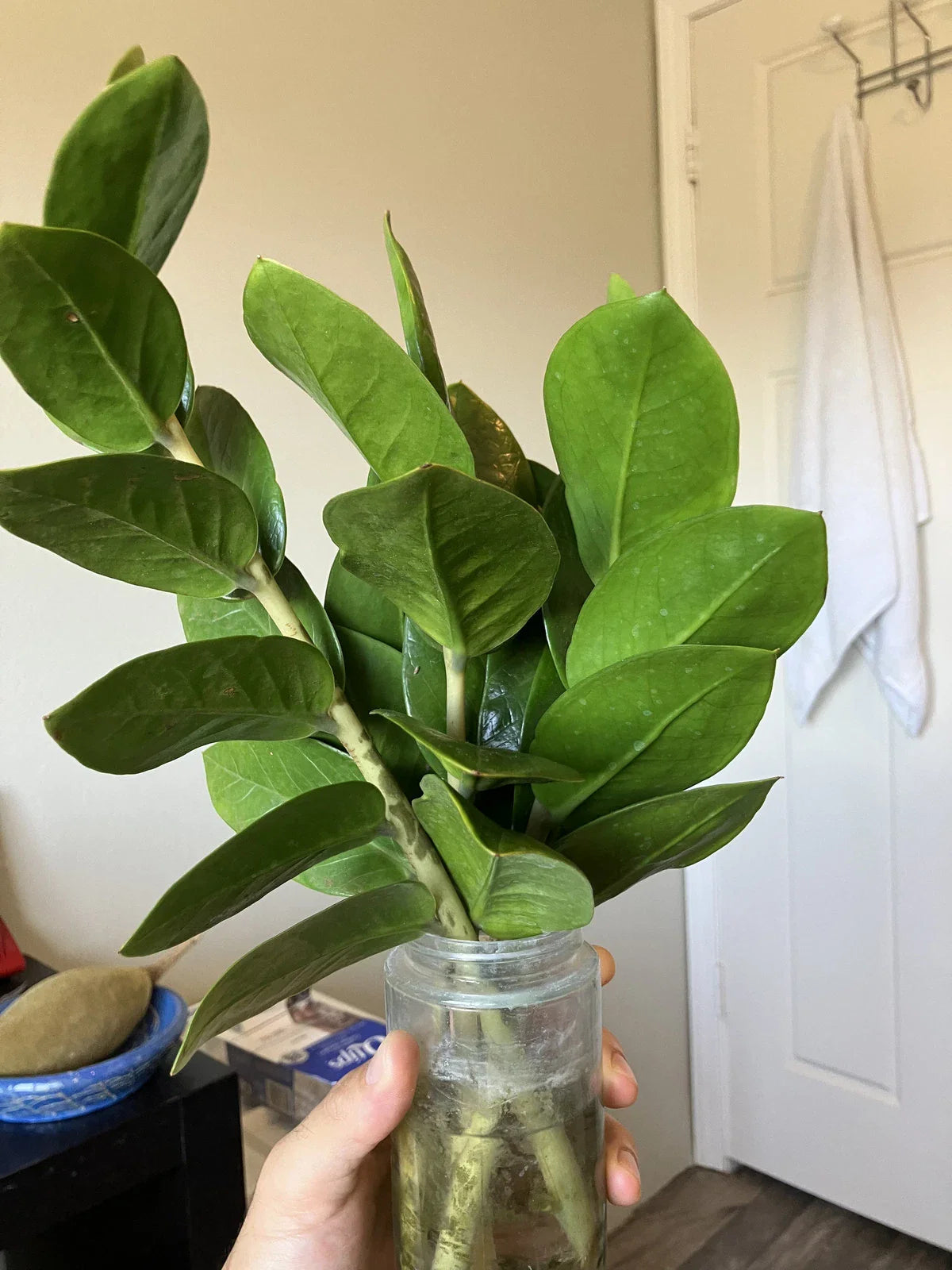 Zamioculcas zamiifolia Cuttings - 4 Inch Long ZZ Plant Cuttings - Easy Care Indoor Plant
