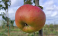 Argiliere Apple Seeds - 25+ Pack for Garden Planting - USA - Malus domestica