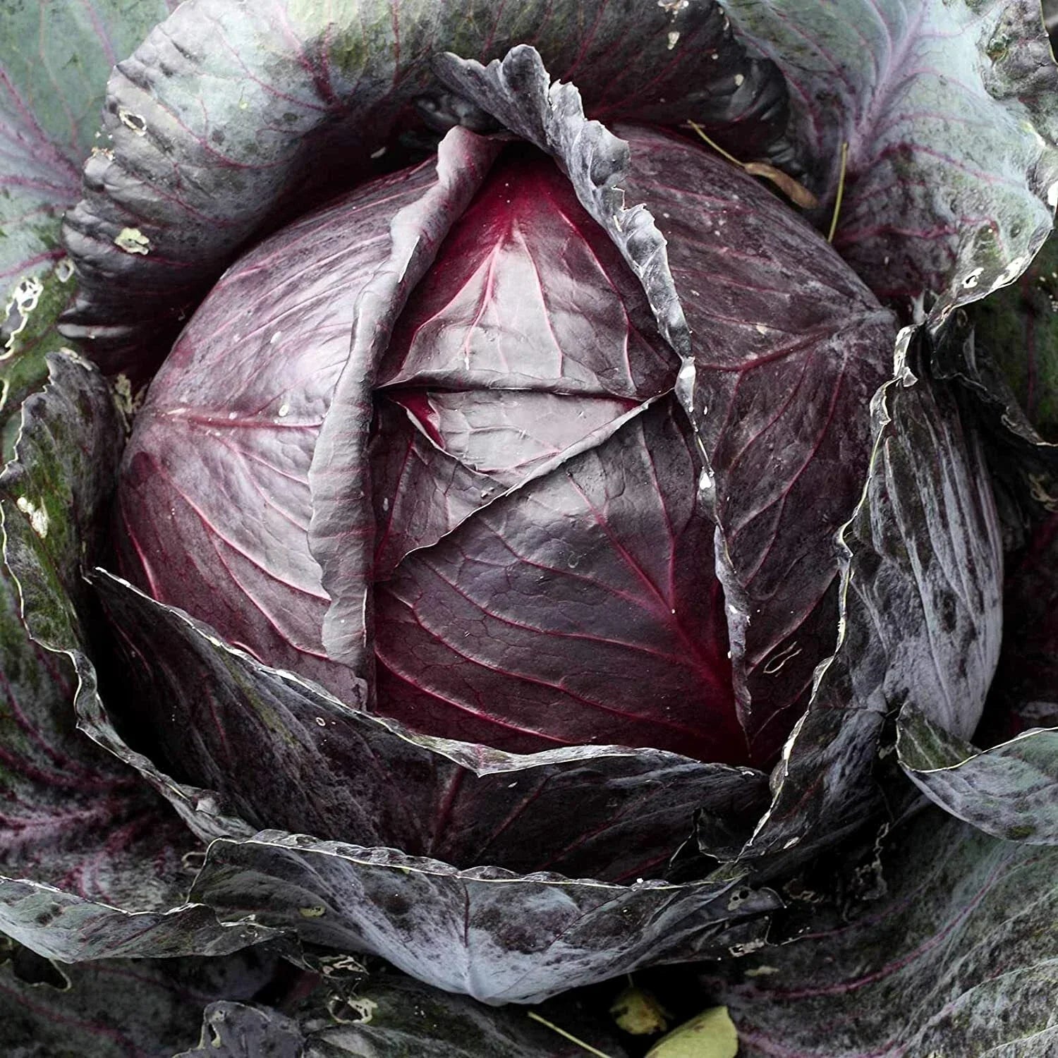 Red Acre Cabbage Seeds 500+ Non-GMO, Heirloom Vegetable Seeds for Home Garden, Brassica oleracea