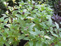 Cinnamon Basil Seeds - 100-3,200 Heirloom Culinary Herb - Spicy Flavor - Ocimum basilicum 'Cinnamon'