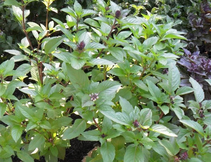 Cinnamon Basil Seeds - 100-3,200 Heirloom Culinary Herb - Spicy Flavor - Ocimum basilicum 'Cinnamon'