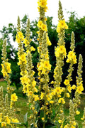 Great Mullein Seeds - 50 Heirloom Non-GMO Open Pollinated - Verbascum thapsus