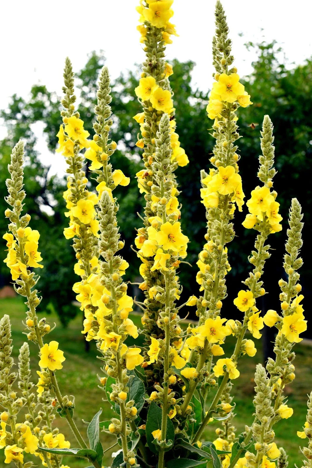 Great Mullein Seeds - 50 Heirloom Non-GMO Open Pollinated - Verbascum thapsus